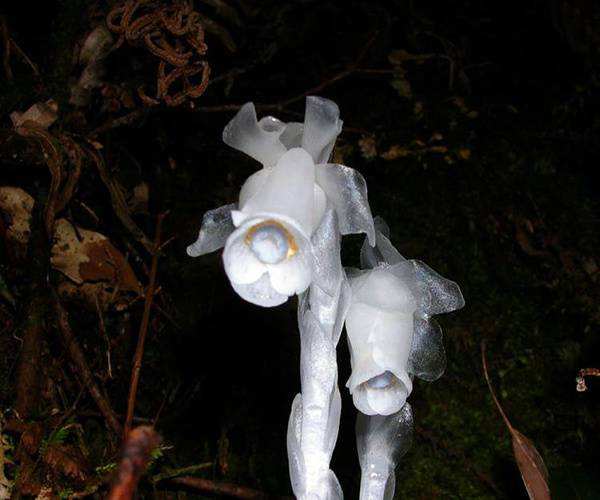 野外奇花水晶兰   传说中的“冥界之花”