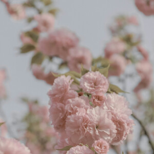 春日复苏 粉嫩的花朵儿舒展着腰肢