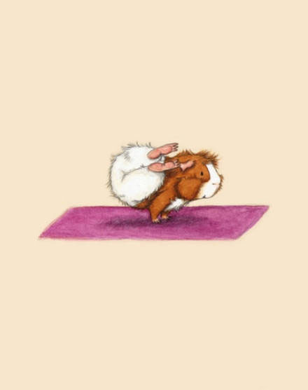 练瑜伽的小豚鼠全集-萌物图片（二）